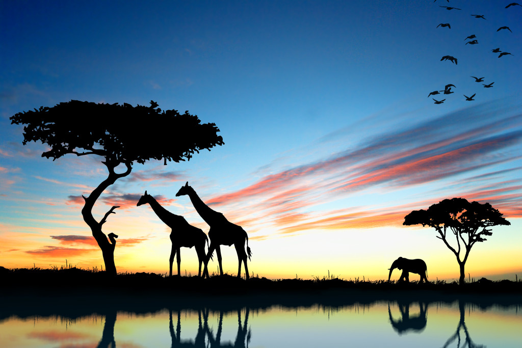 Safari - Africa do Sul