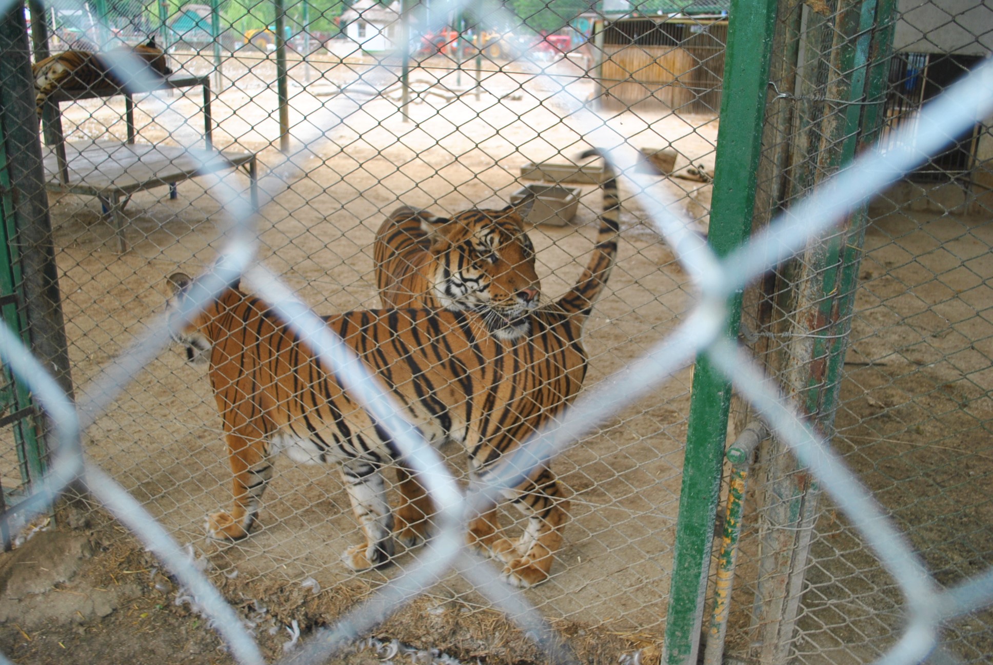 Tigres esperando a comida
